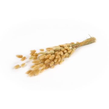 Sušená tráva Lagurus BORKA, trs, přírodní, 55-75cm, Ø12cm, 50g