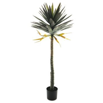 Deco palma Yucca MUYANG, 150cm