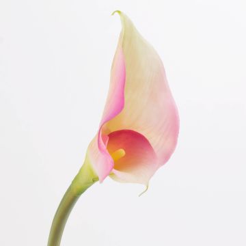 Umělá kornoutovka MARIOLA, růžovo-bílá, 80cm, 8x15cm