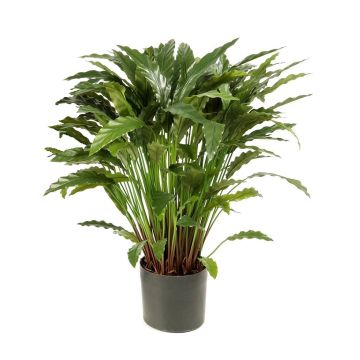 Umělá rostlina calathea rufibarba BAHATI, hustá, zelená, 85cm