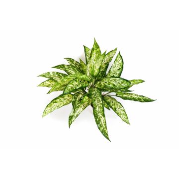 Umělá rostlina aglaonema ASMARA na zápichu, zeleno-bílá, 50cm