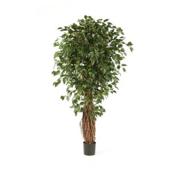 Umělý stromek fikus benjamín LUCIUS, skutečné kmeny, zelená, 120cm