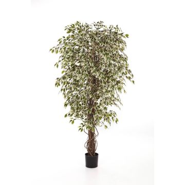 Umělý strom fikus benjamín DAKU, přírodní kmeny, zeleno-bíla, 90cm