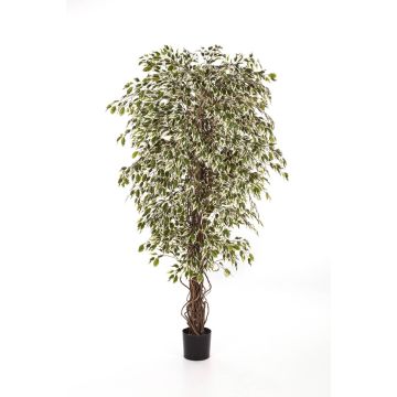 Umělý strom fikus benjamín DAKU, přírodní kmeny, zeleno-bíla, 180cm