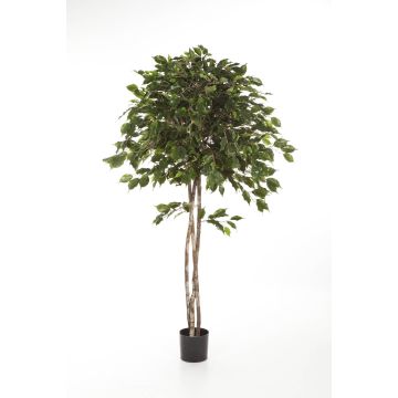 Umělý stromek fikus benjamín KURO, přírodní kmeny, zelená, 150cm