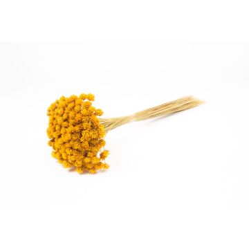 Sušená kytice AVISSA, brazilský kopcovitý květ, žlutá, 45-60cm, Ø13cm