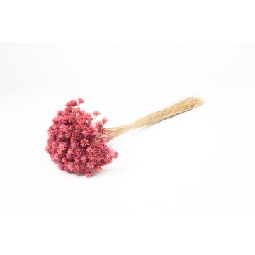 Sušená kytice AVISSA, brazilský kopcovitý květ, fialová, 45-60cm, Ø13cm