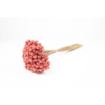Sušená kytice AVISSA, brazilský kopcovitý květ, růžová, 45-60cm, Ø13cm