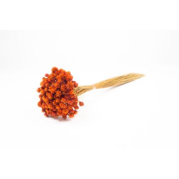 Sušená kytice AVISSA, brazilský kopcový květ, oranžová, 45-60cm, Ø13cm