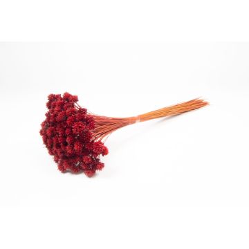 Sušená kytice AVISSA, brazilský horský květ, červená, 45-60cm, Ø13cm