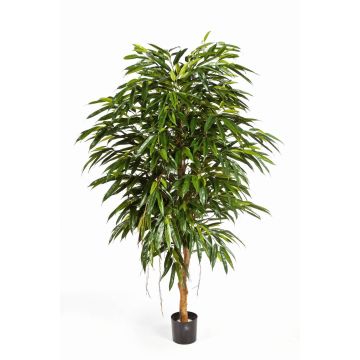 Umělý strom longifolia HISA, přírodní kmen, 210cm