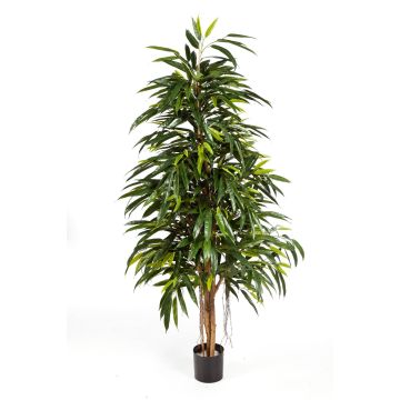 Umělý strom longifolia LENYA, skutečné kmeny, 180cm