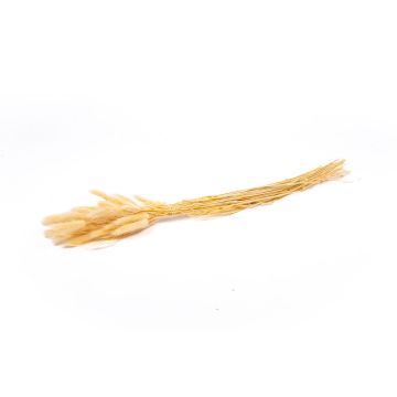 Sušená tráva Lagurus BORKA, svazek, krémová, 55-75cm, Ø12cm