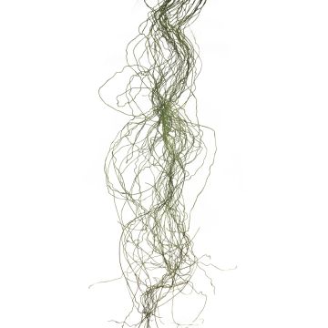 Umělá tráva sítina XINNUO, 48 stébel zelená, 150cm