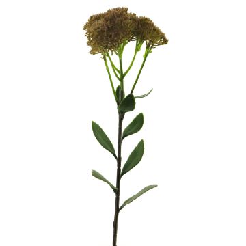 Dekorativní květina Sedum telephium SHUNFEI, krémově hnědá, 60cm