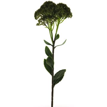 Dekorativní květina Sedum telephium SHUNFEI, zelená, 60cm