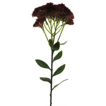 Dekorativní květina Sedum telephium SHUNFEI, vínová, 60cm
