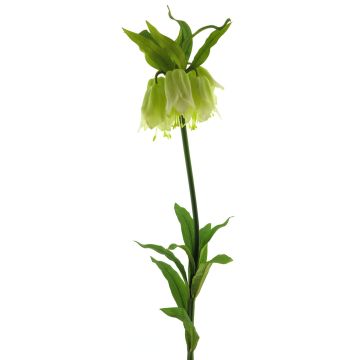 Umělá květina řebčík královský YATAO, krémově zelená, 120cm