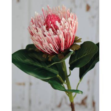 Umělá protea TANJA, růžovo-růžová, 65cm, Ø10cm