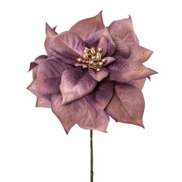 Sametová poinsettie ZEPYRIS, fialová, 55cm