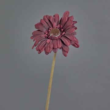 Gerbera TUNGUSKA plastová květina, suchý vzhled, vínově červená, 50cm