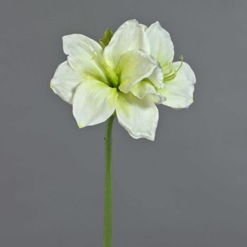 Dekorativní amarylis NARWELA, bílo-zelená, 70cm, Ø10-13cm