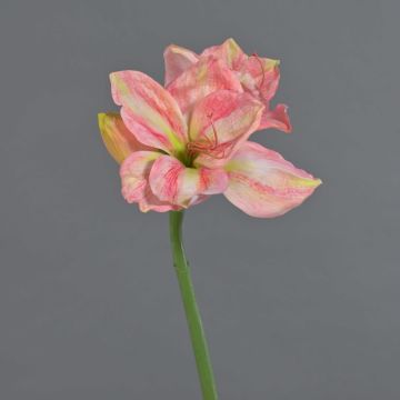 Dekorativní amarylis NARWELA, růžovo-krémová, 70cm, Ø10-13cm