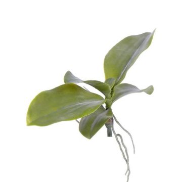 Umělé listy orchideje phalaenopsis PRIMUS, vzdušné kořeny, 19x34cm