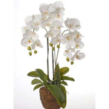 Umělá orchidej phalaenopsis SATRIA v zemině, bílá, 75cm