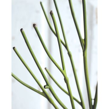 Umělá rostlina pryšec BENEDETTO, zelená, 50cm