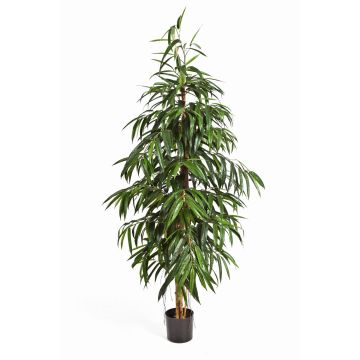 Umělý stromek longifolia HARU, skutečné kmeny, težko hořlavý, 210cm
