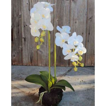 Umělá orchidej Phalaenopsis VEENA v zemině, bílá, 60cm