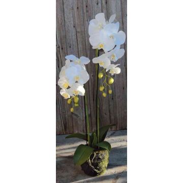 Umělá orchidej Phalaenopsis VEENA v zemině, bílá, 80cm