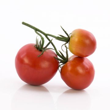 Umělý svazek rajčat MEGGY, červená, 13x12x6cm