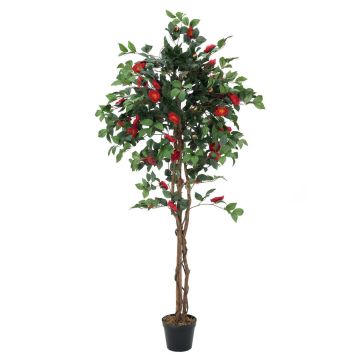 Plastový strom kamelie COSTIA, skutečné kmeny, s květy, červená, 180cm