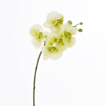 Umělá větvička orchideje phalaenopsis EMILIA, krémovo-zelená, 60cm