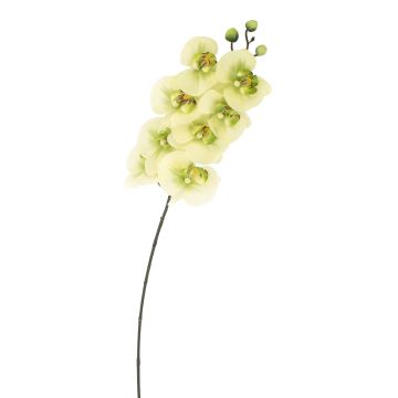 Umělá větvička orchideje phalaenopsis AURELIA, krémovo-zelená, 95cm