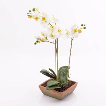 Umělá orchidej phalaenopsis MINA v terakotovém květináči, bílá, 55cm