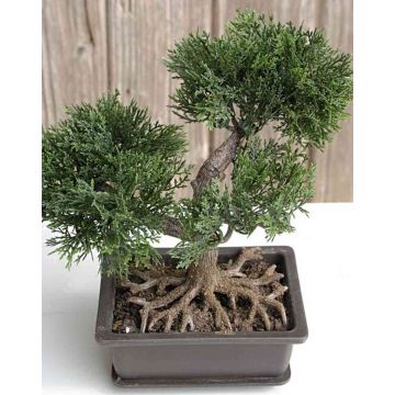 Umělá bonsaj cedr ALVARI s kořeny, v ozdobné misce, 20cm
