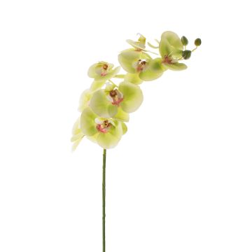 Umělá větvička orchideje phalaenopsis OPHELIA, zeleno-růžová, 100cm