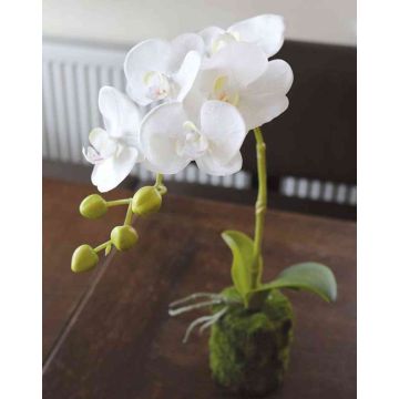 Umělá orchidej Phalaenopsis VEENA v zemině, bílá, 40cm