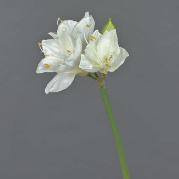 Umělá květina amaryllis BENITA, bílá, 55cm, Ø10cm