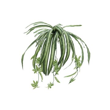 Plastová rostlina zelenec MALOU na zápichu, zeleno-bílá, 60cm
