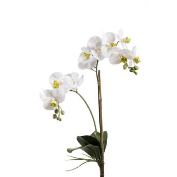 Umělá orchidej phalaenopsis CANDIDA na zápichu, bílá, 65cm