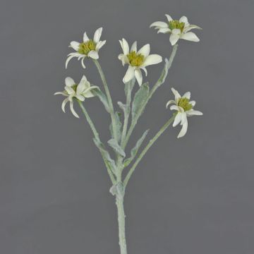 Umělá rostlina plesnivec SOPHIA, bílá, 40cm, Ø5-6cm