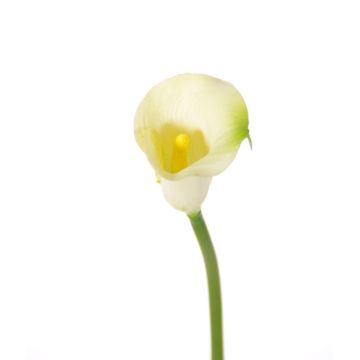 Umělá květina kornoutovka CHIDORA, krémová, 55cm, 5x6cm