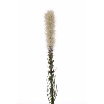 Umělá rostlina šuškarda MITSA, krémová, 80cm, Ø5cm