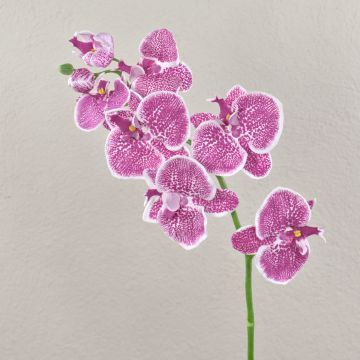 Umělá větev orchideje phalaenopsis CEDRA, fialovo-bílá, 75cm