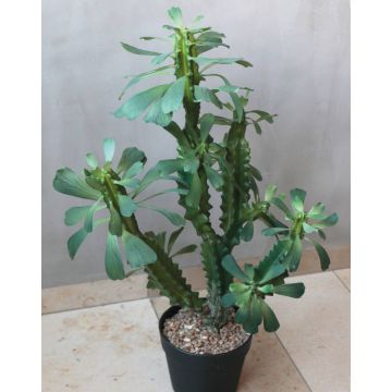 Umělý kaktus euphorbia trigona BAILEY, dekorativní květináč, zelený, 65cm