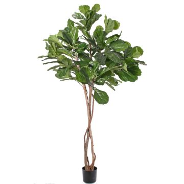 Art Ficus Lyrata HARVEY, přírodní kufry, zelené, 190 cm